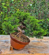 Bonsai ginepro itoigawa usato  Catanzaro