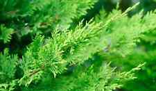 Leyland cypress needled for sale  Morganton