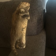Rare baby raccoon for sale  New Cumberland