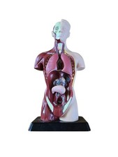 Medical anatomical human for sale  SALE