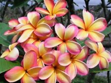 Rare plumeria. two for sale  San Diego