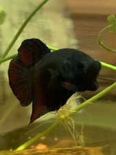 Betta plakat fighter for sale  West Covina