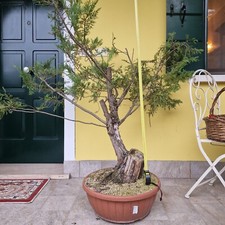 Ginepro bonsai usato  Due Carrare