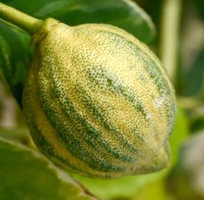 Citrus aurantium variegato usato  Napoli