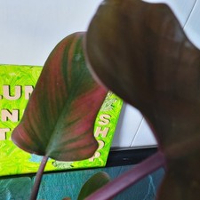 Philodendron bipinnatifidum lu gebraucht kaufen  Bückeburg