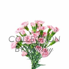 Mini carnation fresh for sale  San Jose
