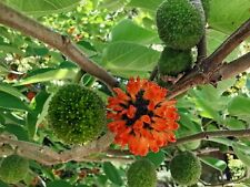 Paper mulberry tree for sale  WALLASEY