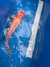 Kohaku live koi for sale  Salt Lake City