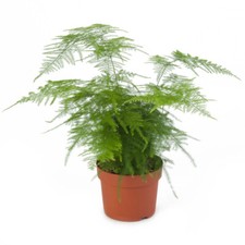 Asparagus plumosus nanus for sale  CHIPPENHAM