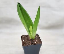 Sansevieria moonshine plant for sale  Reseda