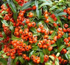 Pyracantha coccinea agazzino usato  Sonnino