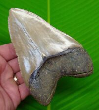 5.20 megalodon shark for sale  Bradenton