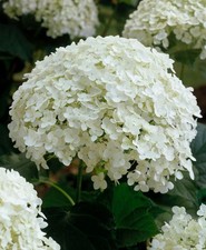 Hydrangea annabelle shrub for sale  BILLINGSHURST
