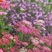 Sweet pink cerise for sale  WELSHPOOL