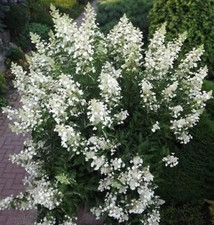 Hortensie kyushu rispenhortens gebraucht kaufen  Templin