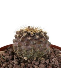 Copiapoa serpentisulcata copia usato  Napoli