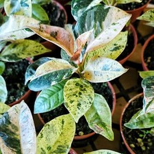 Ficus shivereana moonshine for sale  Winnetka