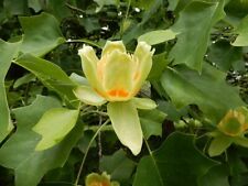 Rare chinese tulip for sale  FRESHWATER