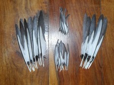 Small magpie wing for sale  ABERDEEN