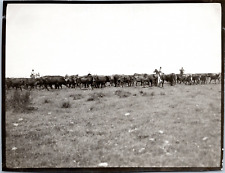 Camargue lescot manade d'occasion  Expédié en Belgium