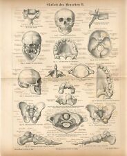 1876 ESQUELETO HUMANO OSSOS DO CRÂNIO ANATOMIA Estampa de Gravura Antiga comprar usado  Enviando para Brazil