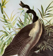 John james audubon for sale  Sahuarita