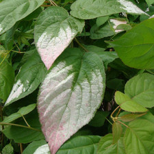 Actinidia kolomikta litre for sale  UK
