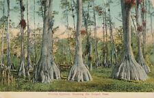 Florida cypress trees for sale  Victor