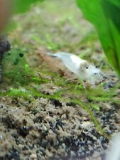 Extra snowball neocaridina for sale  Ankeny