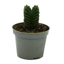 Exotenherz sukkulente crassula gebraucht kaufen  Zweibrücken