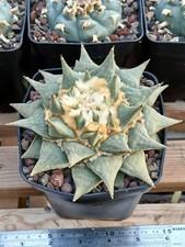 Ariocarpus retusus cactus for sale  BRISTOL