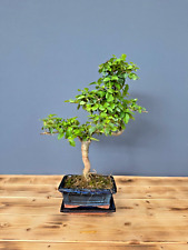 Zimmerbonsai bonsai chinesisch gebraucht kaufen  Böhl-Iggelheim