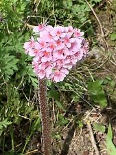 Darmera peltata indian for sale  LONDONDERRY