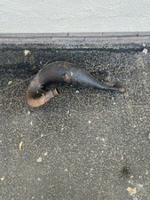 Yamaha 125 exhaust for sale  PRESTATYN