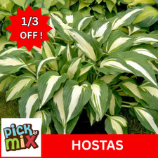 Hosta plants top for sale  BEDFORD