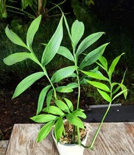 Monstera subpinnata plant for sale  Hollywood