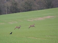 Photo 6x4 roe usato  Spedire a Italy