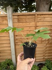 Tetrapanax rex. rice for sale  RETFORD