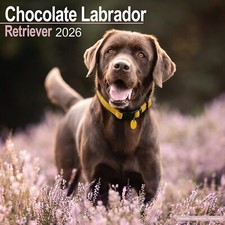 Usado, Calendário Chocolate Labrador Retriever 2026 | Presente para Raça de Cachorro 15% OFF VÁRIOS PEDIDOS comprar usado  Enviando para Brazil