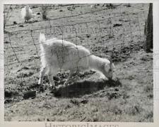 1959 press photo for sale  Memphis