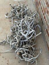 Whitetail deer antlers for sale  Abilene