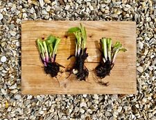 Large organic bocking for sale  MELTON CONSTABLE
