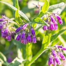 Seeds comfrey symphytum for sale  Metuchen