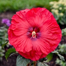 Bush hibiscus valentine for sale  Oak Creek
