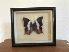 Antique genuine butterfly d'occasion  Expédié en Belgium