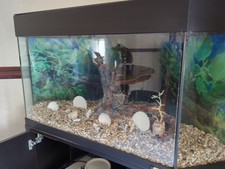 juwel 240 fish tank for sale juwel 240 fish tank for sale  MAIDSTONE