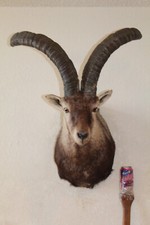 Taxidermy ibex head for sale  Brandon