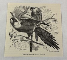 Gravura de livro de 1885 ~ CAROLINA PAPAGAIOT comprar usado  Enviando para Brazil