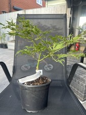 Acer palmatum sister for sale  COLCHESTER
