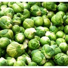 Brussel sprouts evesham for sale  VENTNOR